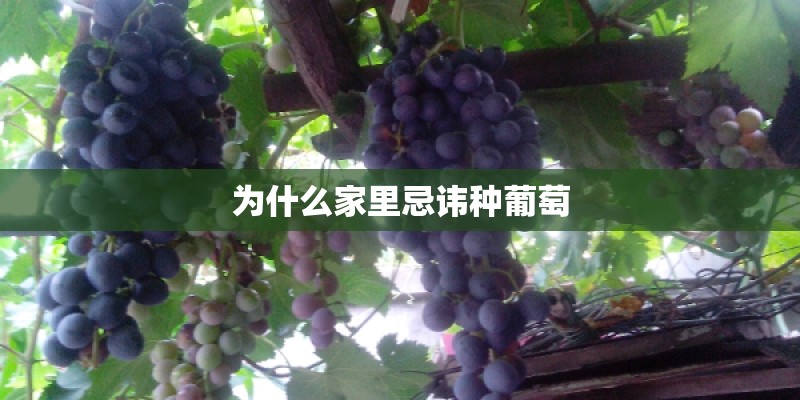 为什么家里忌讳种葡萄