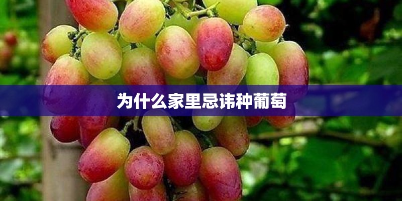 为什么家里忌讳种葡萄