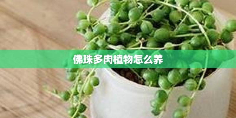 佛珠多肉植物怎么养