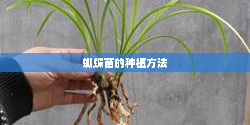 蝴蝶苗的种植方法
