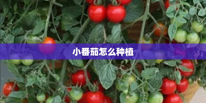 小番茄怎么种植