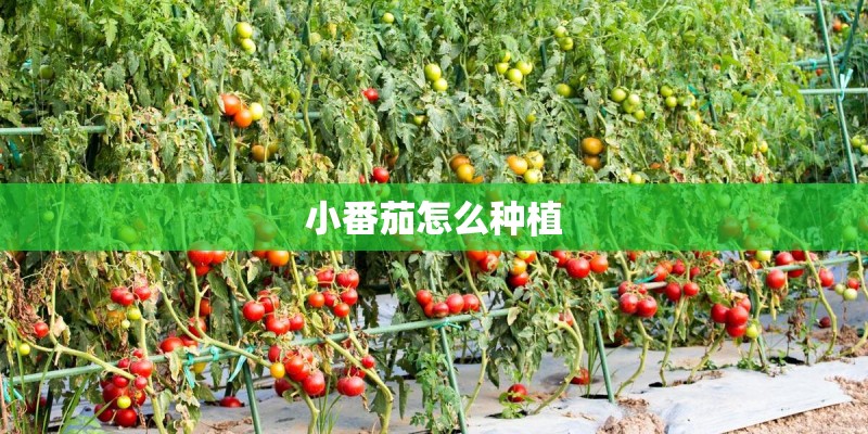 小番茄怎么种植