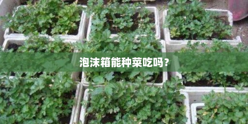 泡沫箱能种菜吃吗？
