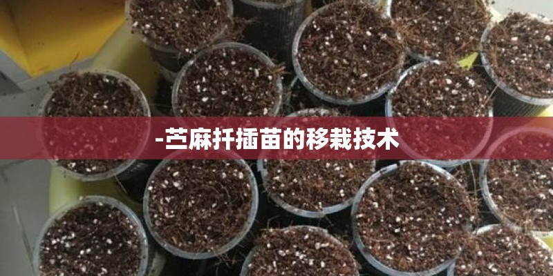 -苎麻扦插苗的移栽技术