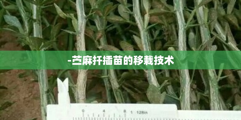 -苎麻扦插苗的移栽技术