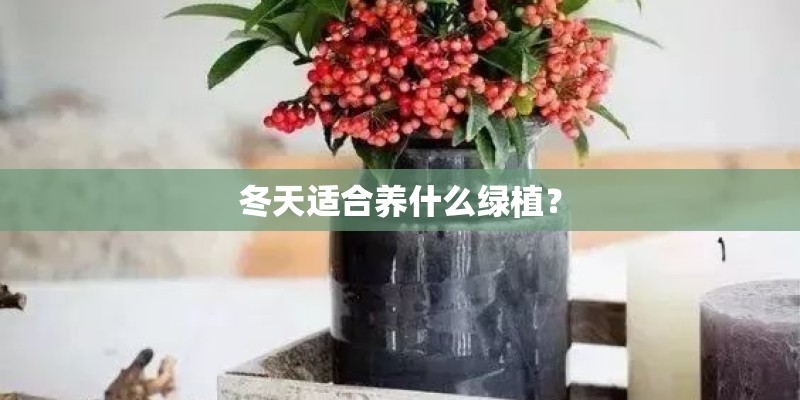 冬天适合养什么绿植？