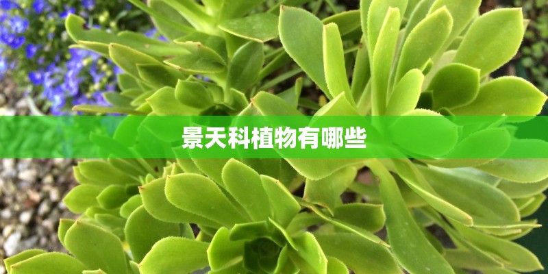 景天科植物有哪些