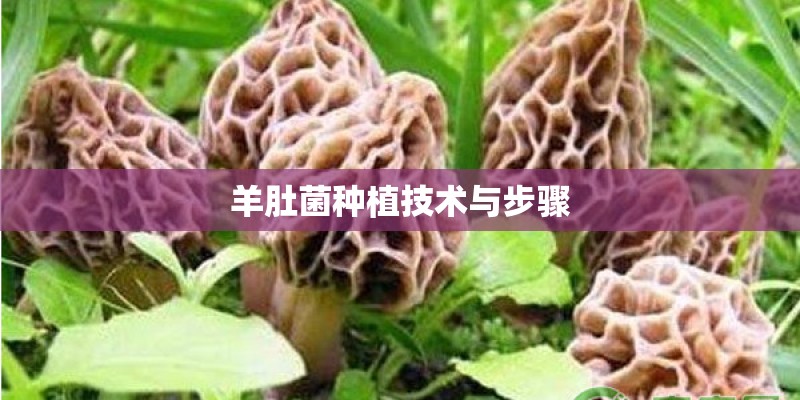 羊肚菌种植技术与步骤