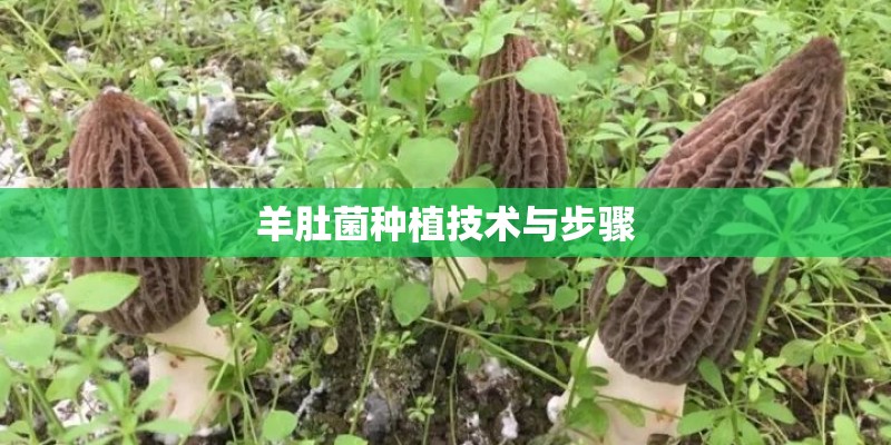羊肚菌种植技术与步骤