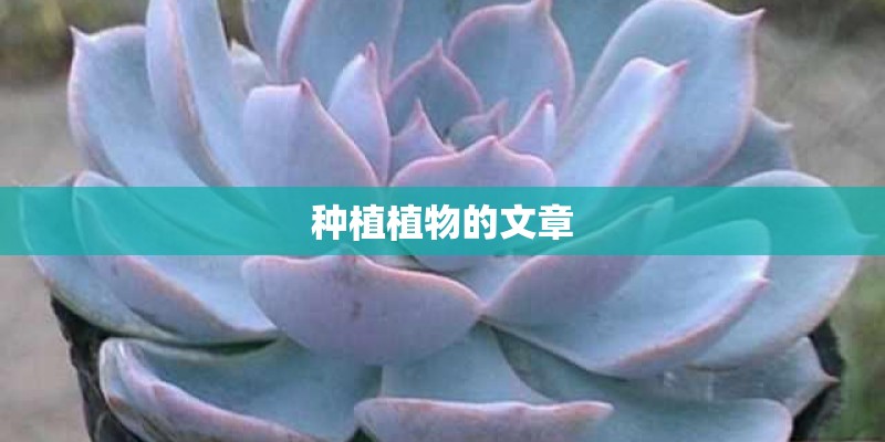 种植植物的文章