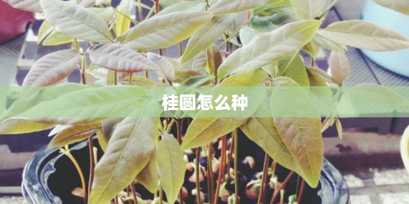 桂圆怎么种