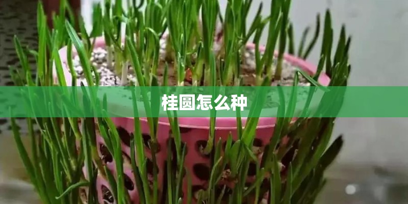 桂圆怎么种
