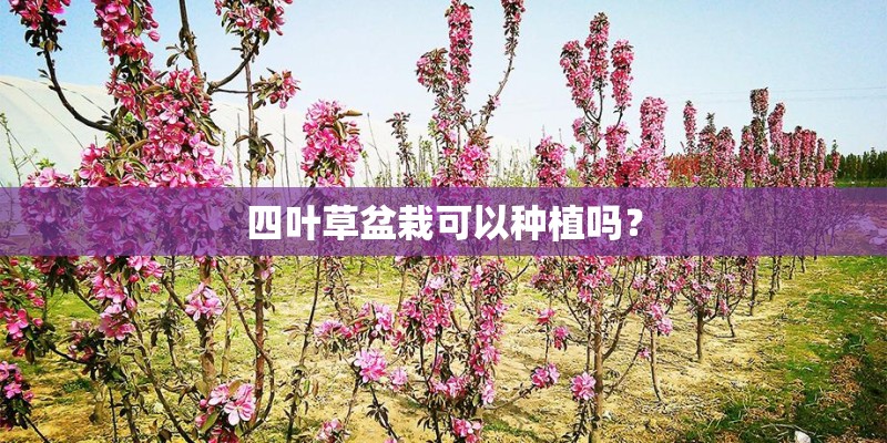 四叶草盆栽可以种植吗？