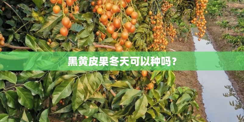 黑黄皮果冬天可以种吗？
