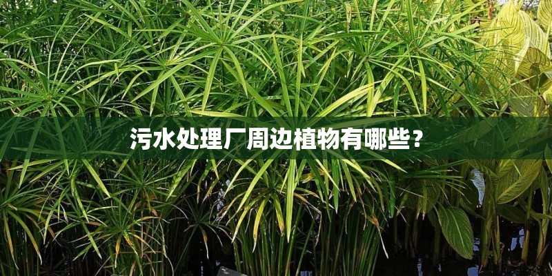 污水处理厂周边植物有哪些？