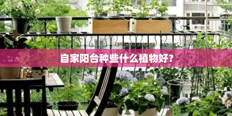 自家阳台种些什么植物好？