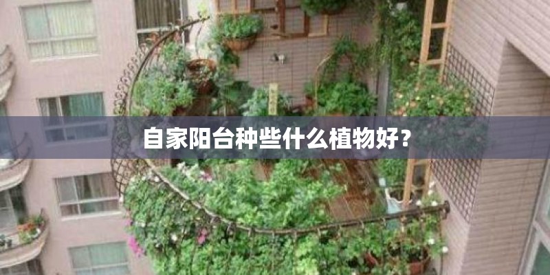 自家阳台种些什么植物好？