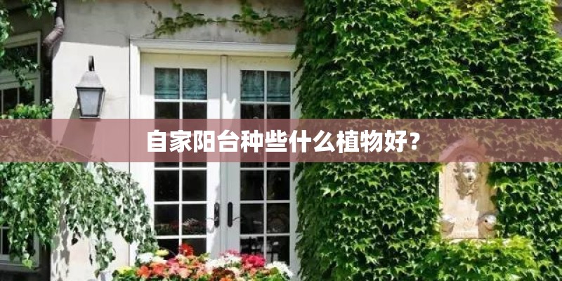 自家阳台种些什么植物好？