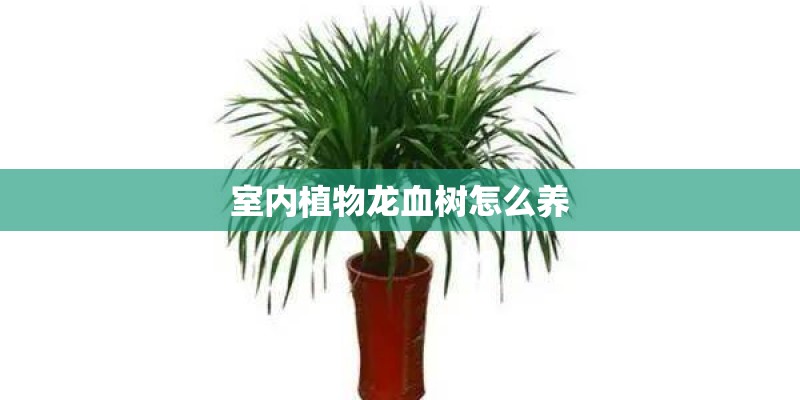 室内植物龙血树怎么养