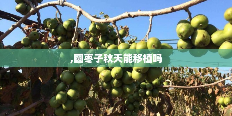 ,圆枣子秋天能移植吗