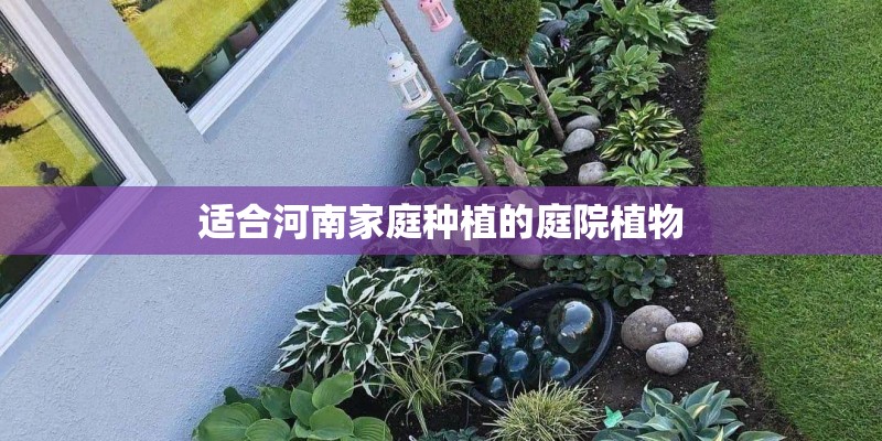 适合河南家庭种植的庭院植物