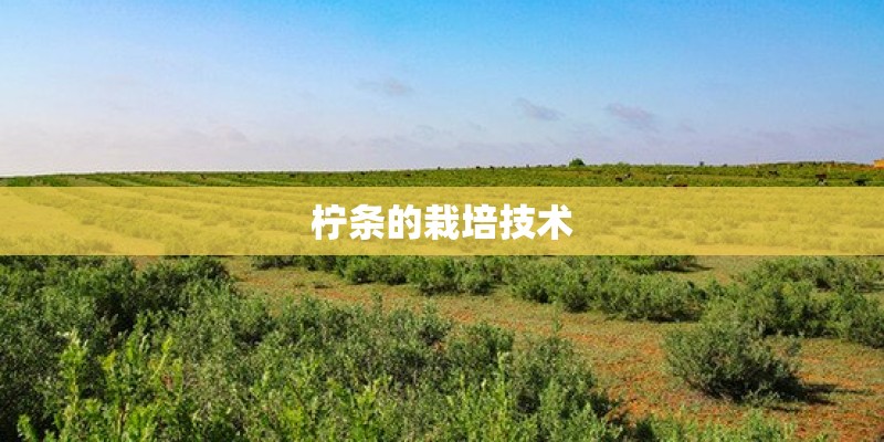 植物生长需要哪些条件？