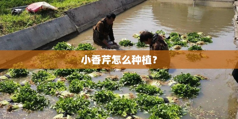 小香芹怎么种植？