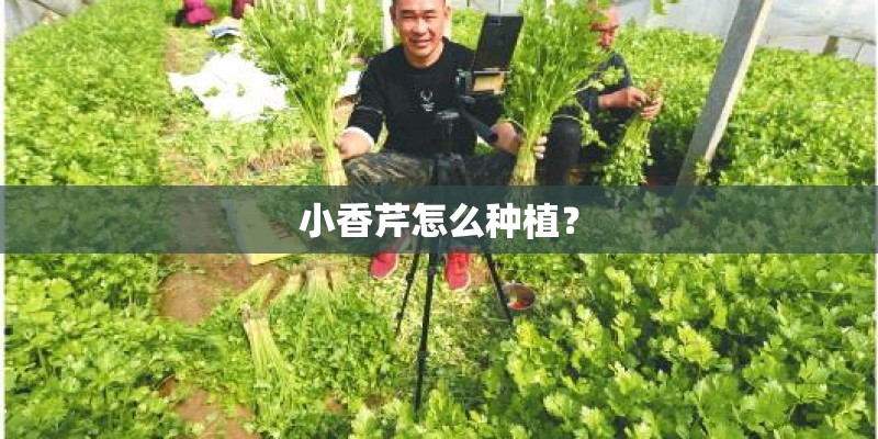 小香芹怎么种植？