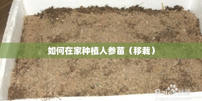 如何在家种植人参苗（移栽）