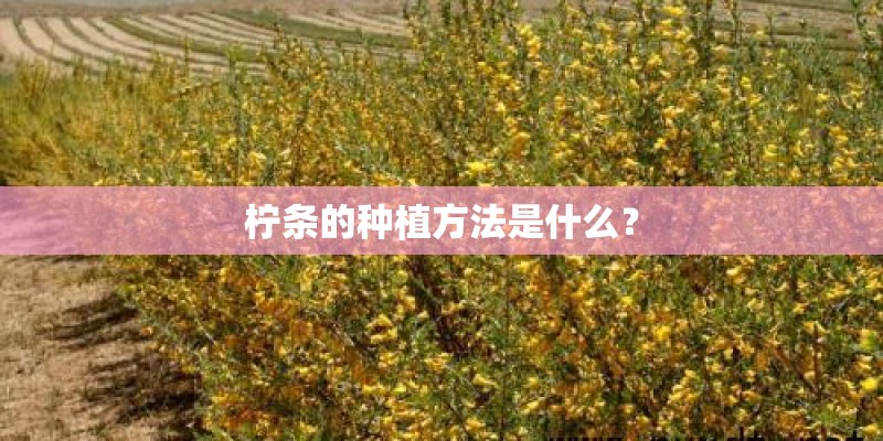植物生长需要哪些条件？