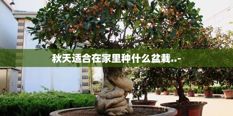 秋天适合在家里种什么盆栽..-