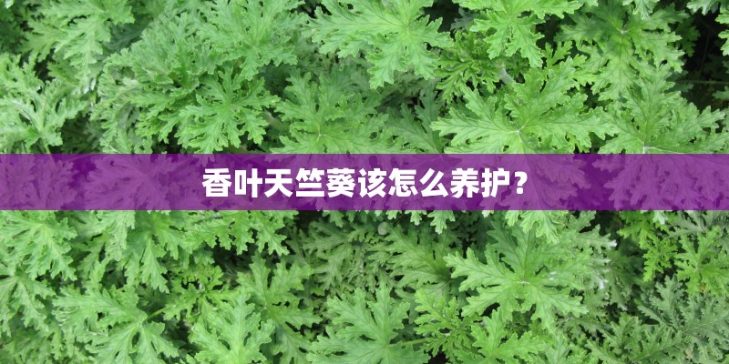 香叶天竺葵该怎么养护？