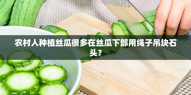 农村人种植丝瓜很多在丝瓜下部用绳子吊块石头？