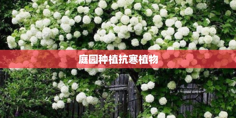 庭园种植抗寒植物