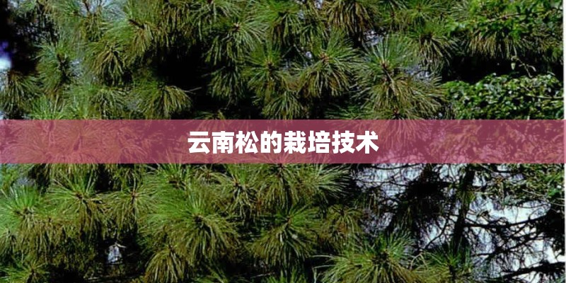 云南松的栽培技术
