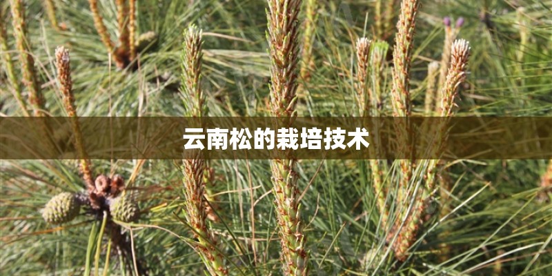 云南松的栽培技术