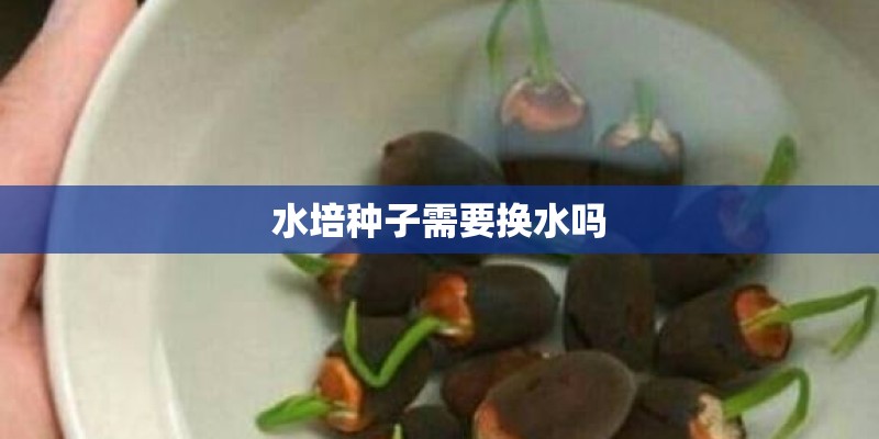 水培种子需要换水吗