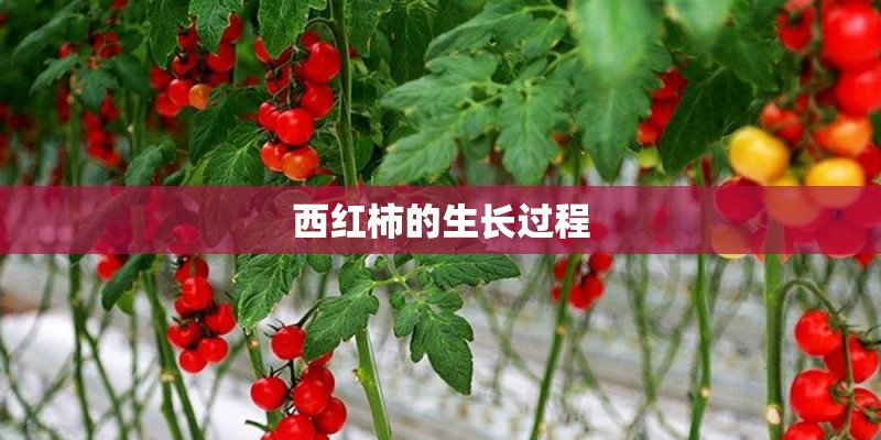 西红柿的生长过程