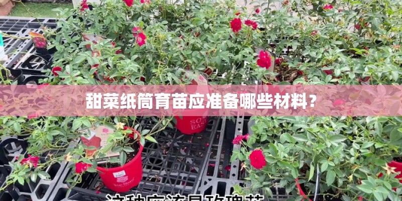 甜菜纸筒育苗应准备哪些材料？