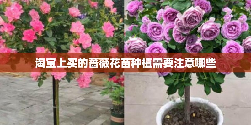 淘宝上买的蔷薇花苗种植需要注意哪些
