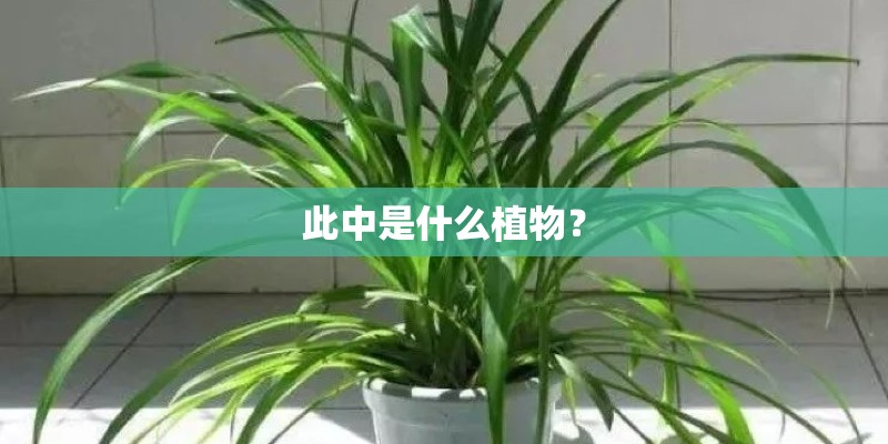 此中是什么植物？