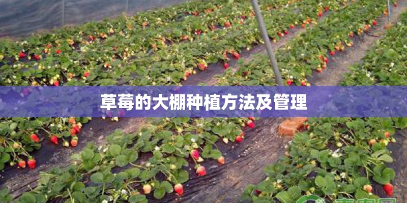 草莓的大棚种植方法及管理