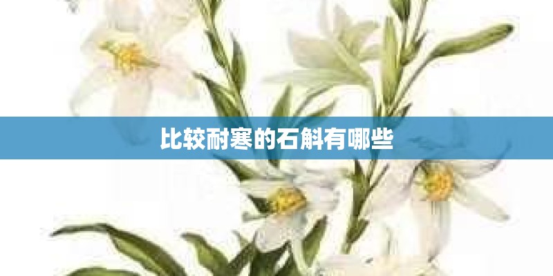 比较耐寒的石斛有哪些