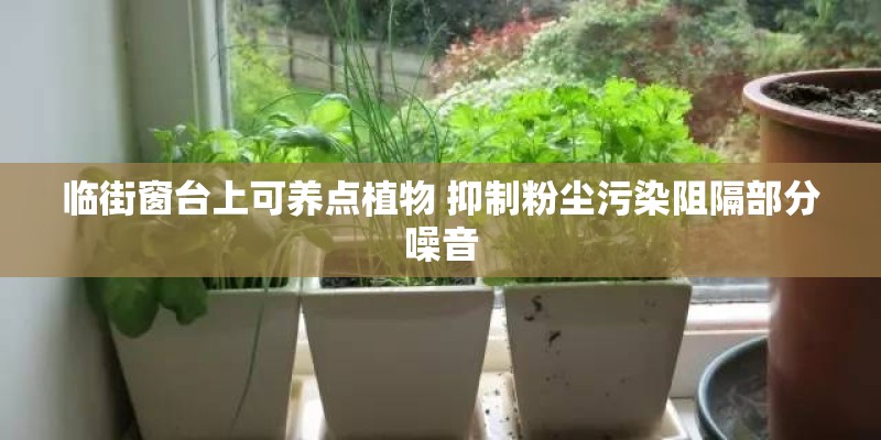 临街窗台上可养点植物 抑制粉尘污染阻隔部分噪音