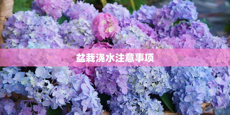 盆栽浇水注意事项