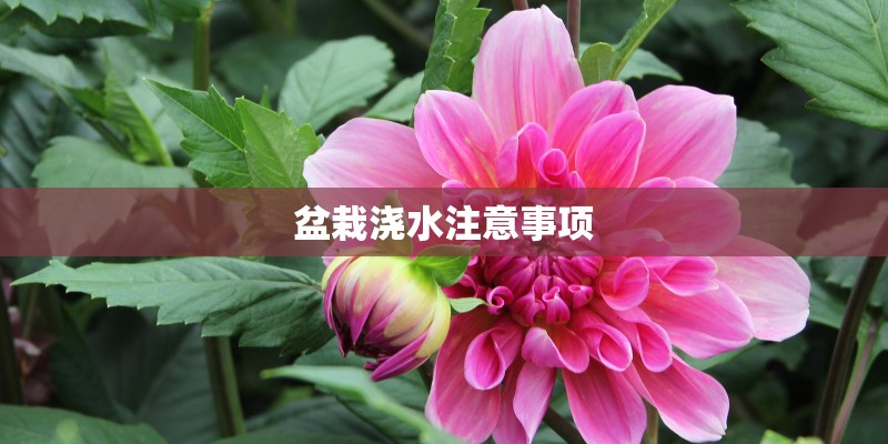 盆栽浇水注意事项