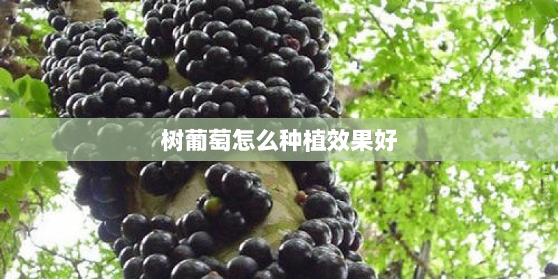 树葡萄怎么种植效果好