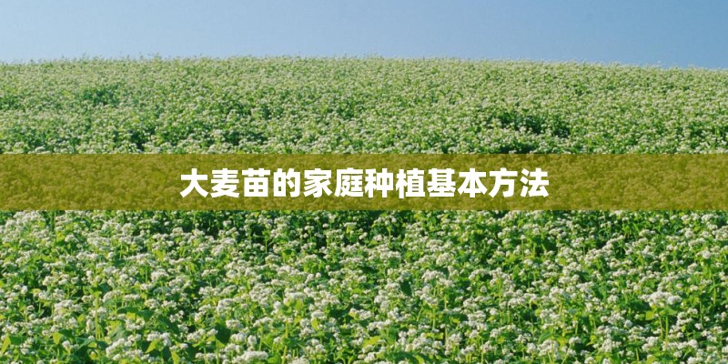 大麦苗的家庭种植基本方法
