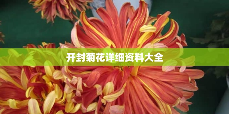 开封菊花详细资料大全