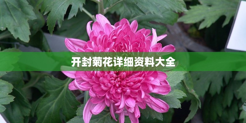 开封菊花详细资料大全